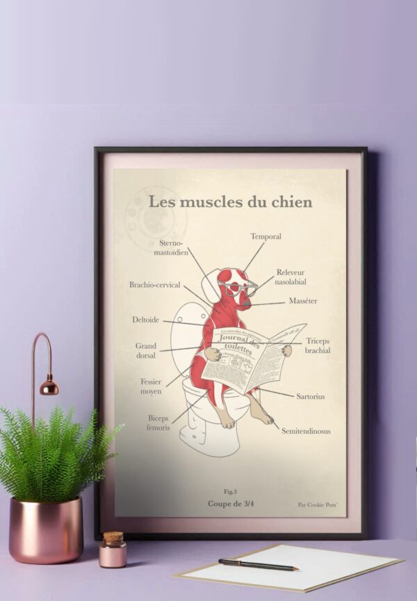 Affiche les muscles du chien