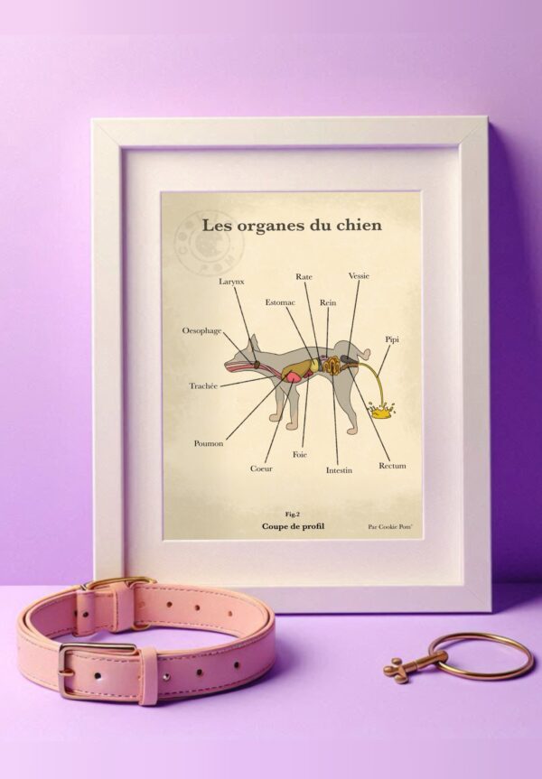 Affiche les organes du chien