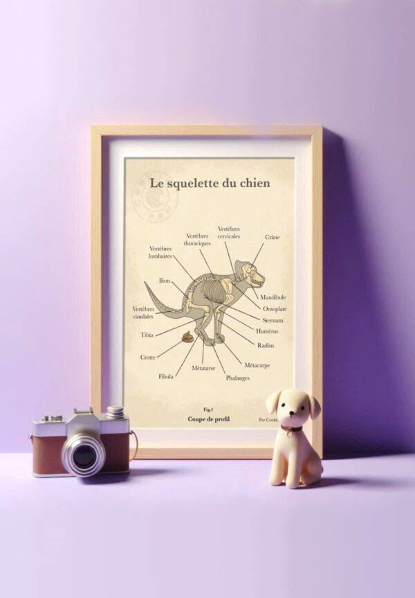 Affiche le squelette du chien