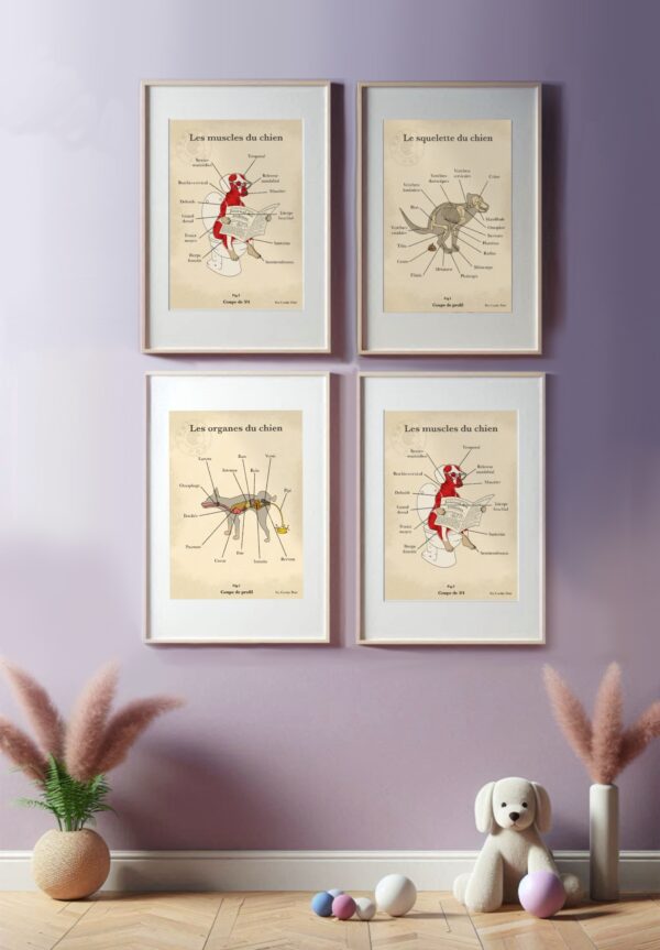 Lot des 4 affiches “Anatomie”