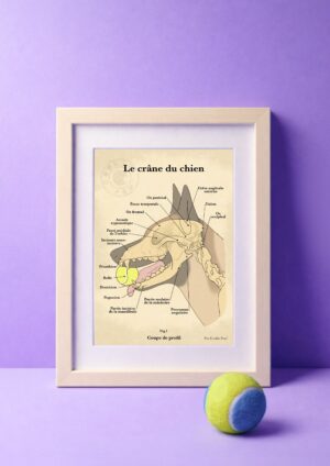 Affiche le crâne du chien